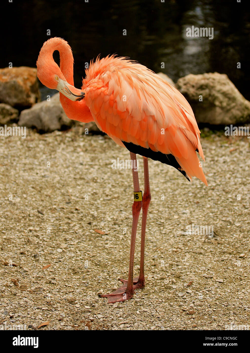 Un flamant rose pruneaux elle-même à Sarasota, Floride Banque D'Images