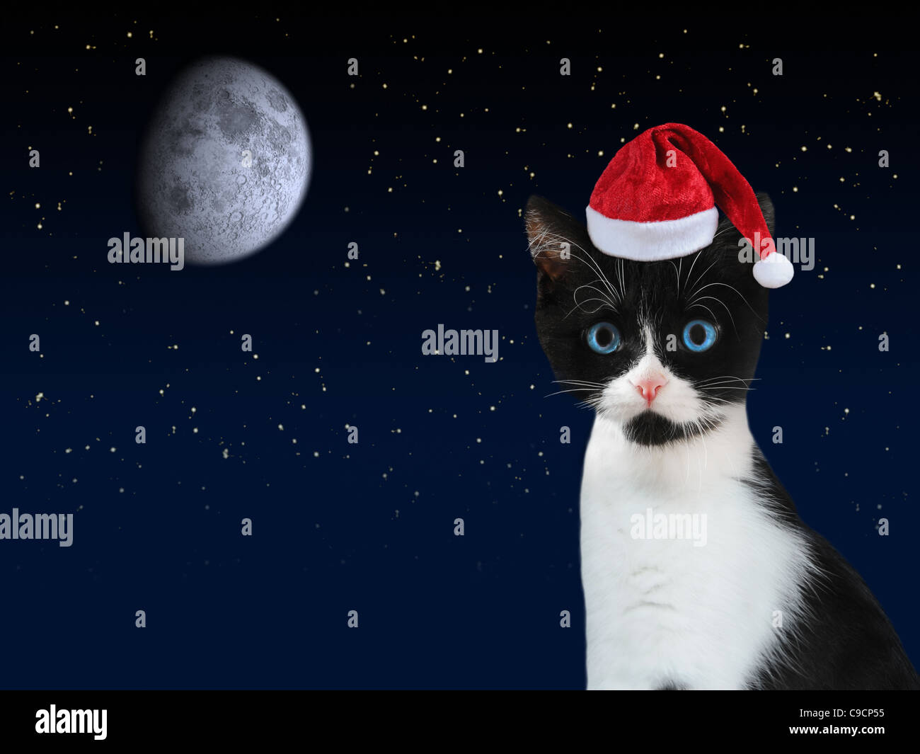 Chaton Noir Et Blanc Avec Le Père Noël Rouge Foncé Et Ciel