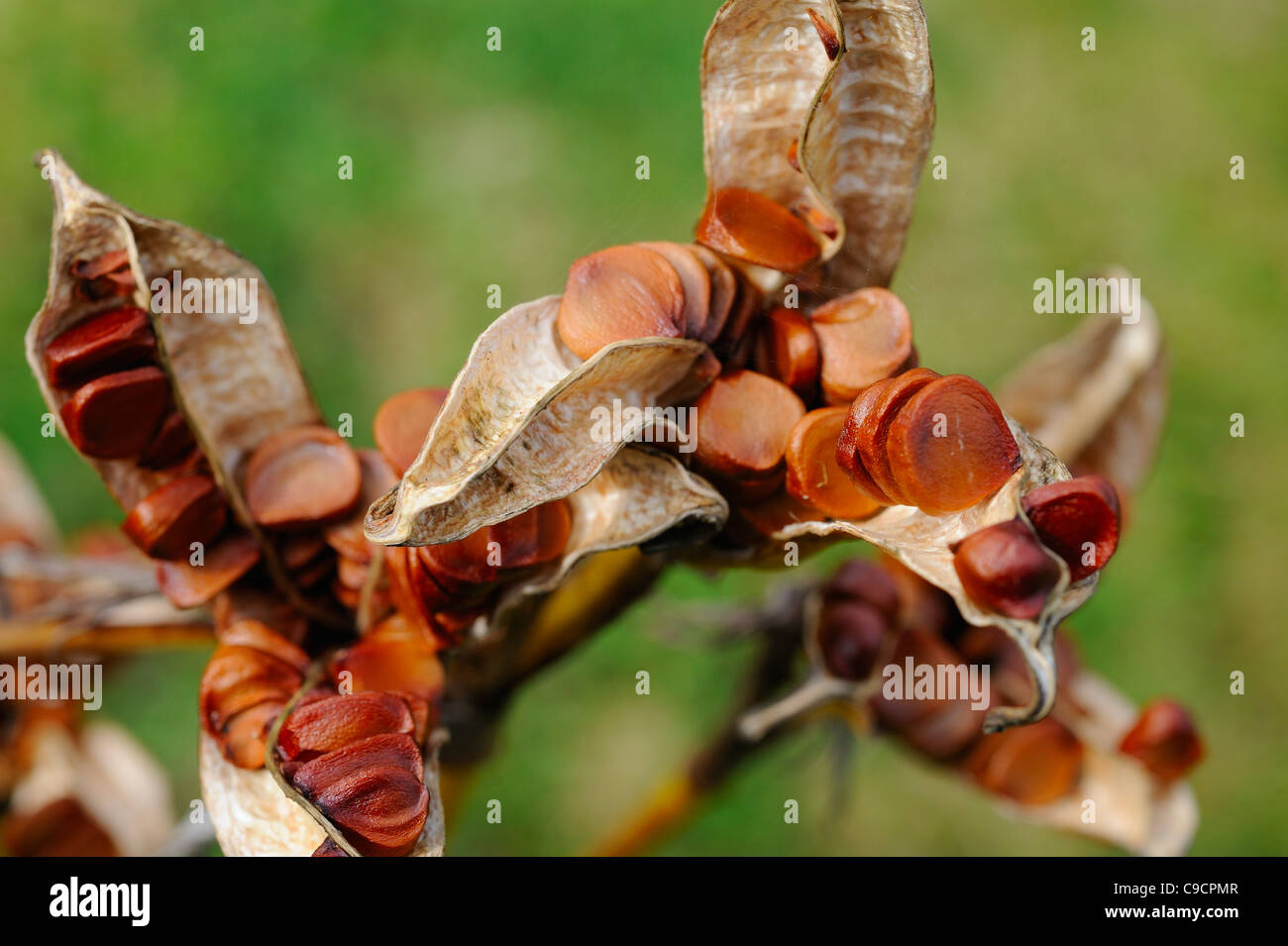 Iris jaune, Iris pseudacorus, tête de semences montrant les graines mûres prêts pour la dispersion, Norfolk, UK, Septembre Banque D'Images