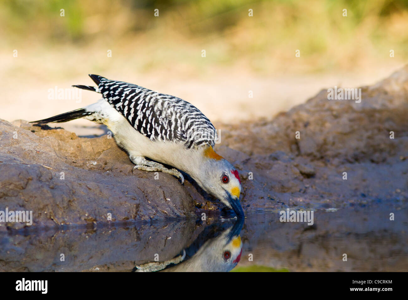 Pic à la façade dorée, Melanerpes aurifrons, dans un ranch du sud du Texas. Banque D'Images