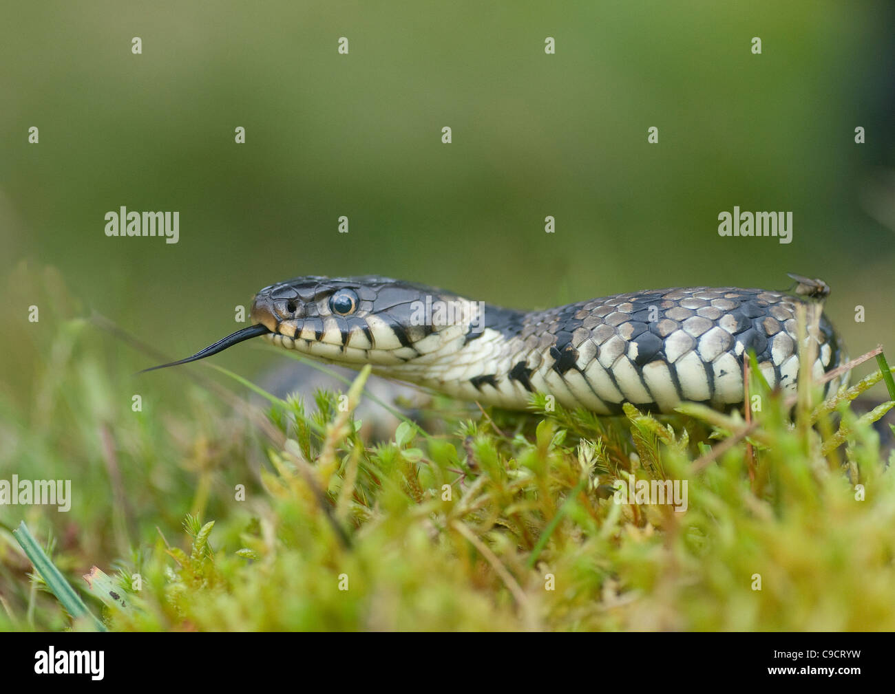 Grass snake.( Natrix natrix. ) . Banque D'Images
