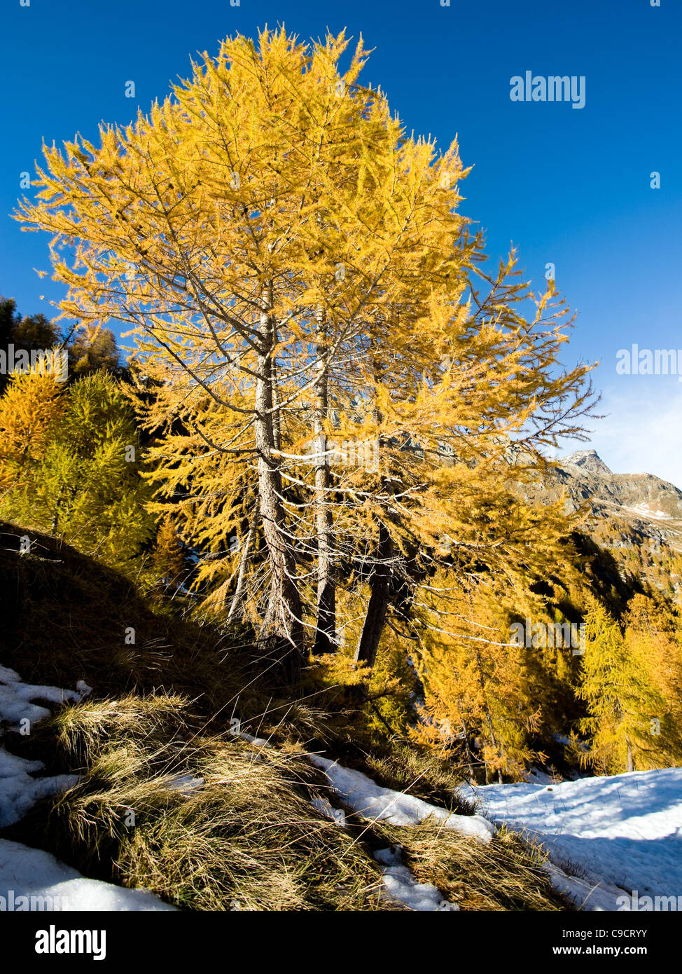 Arbre jaune - Alpe Devero Verbano Cusio Ossola en Italie Banque D'Images