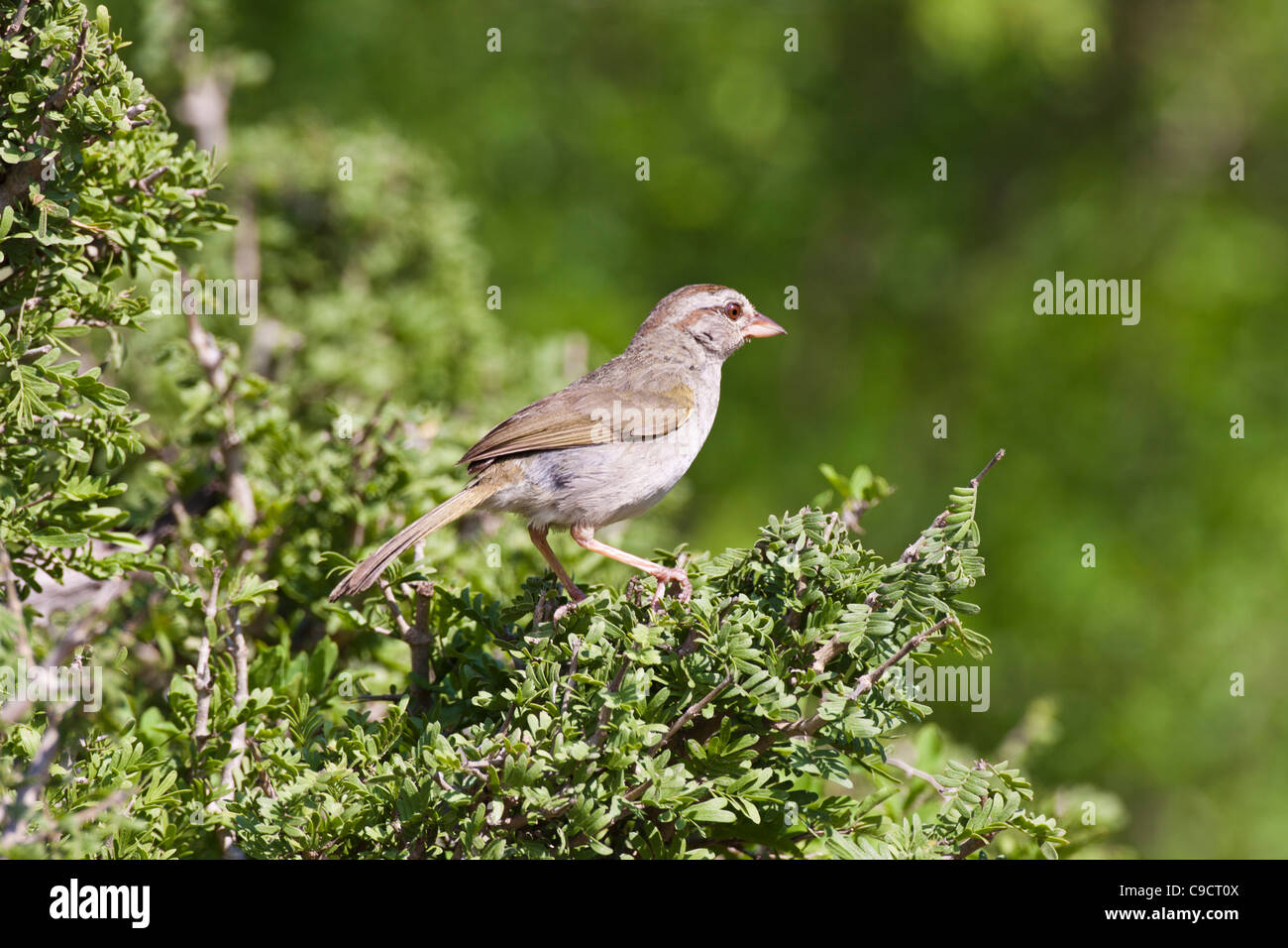 Bruant d'olive, Arremonops rufivirgatus, une espèce de Bruant américain de la famille des Emberizidae, dans un ranch du Texas du Sud. Banque D'Images