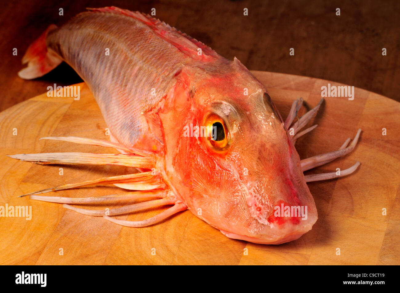 Gurnard rouge sur planche à découper Banque D'Images