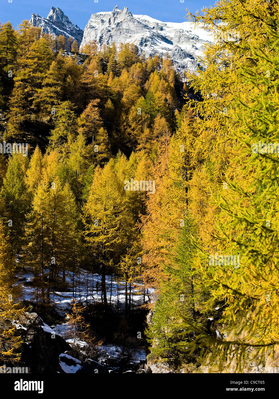Bois et montagne en automne, Alpe Devero - Verbano Cusio Ossola en Italie Banque D'Images