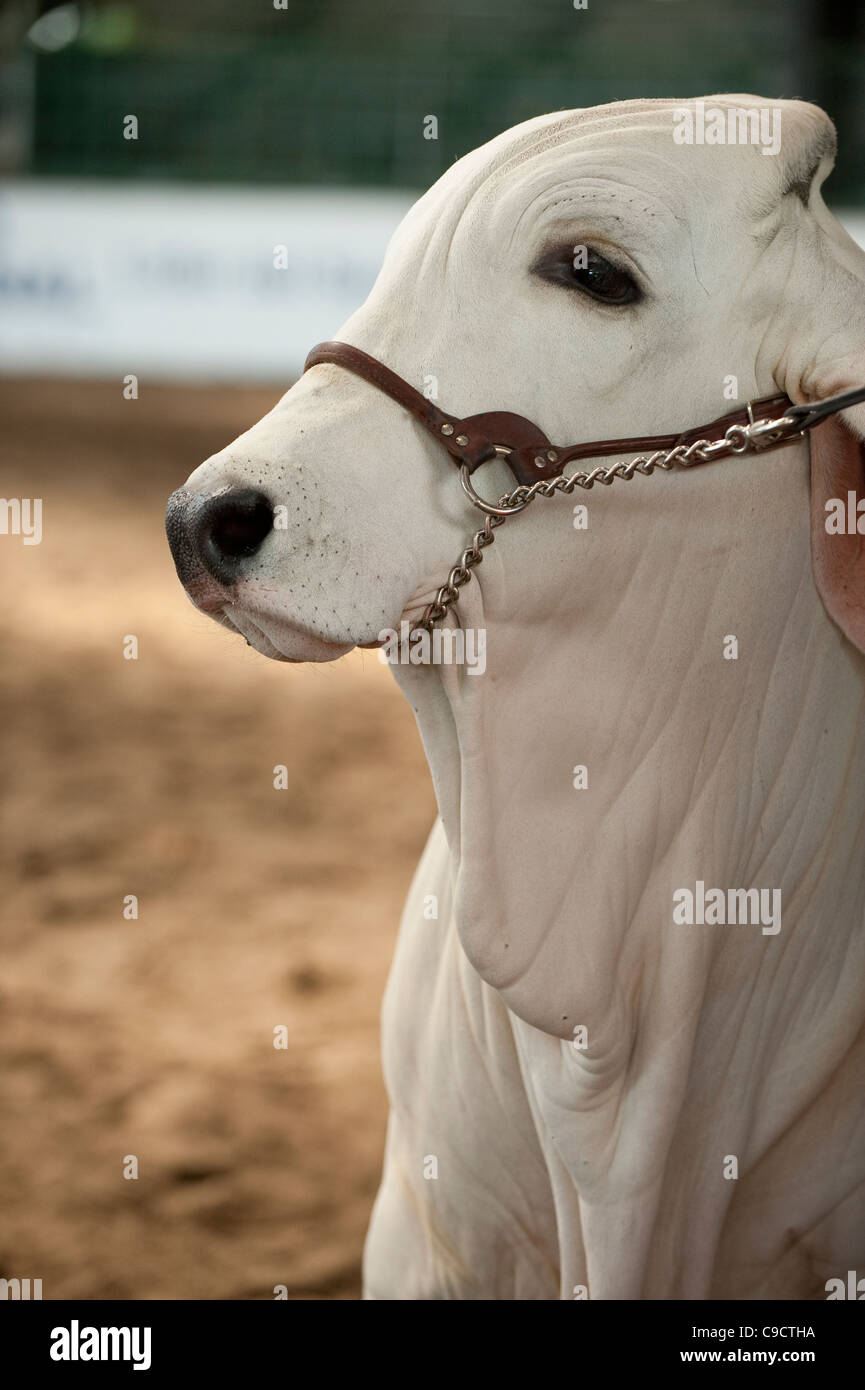 Bovins de Brahman Banque D'Images