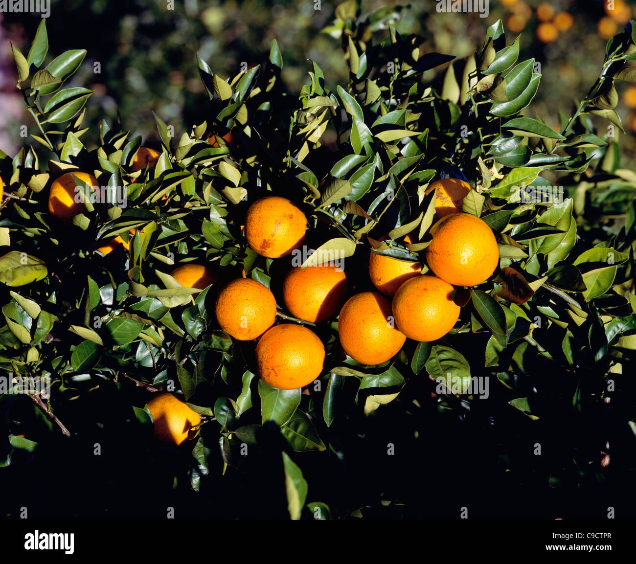 Les oranges de Valence Banque D'Images