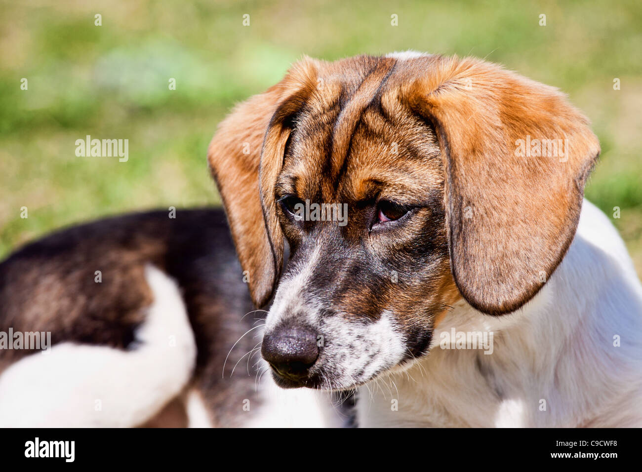 Beagle Puppy Banque D'Images