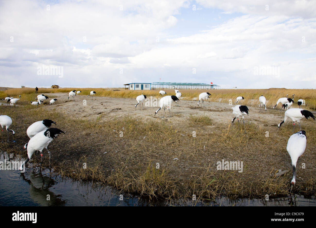 Oiseaux Grue dans parc naturel Banque D'Images