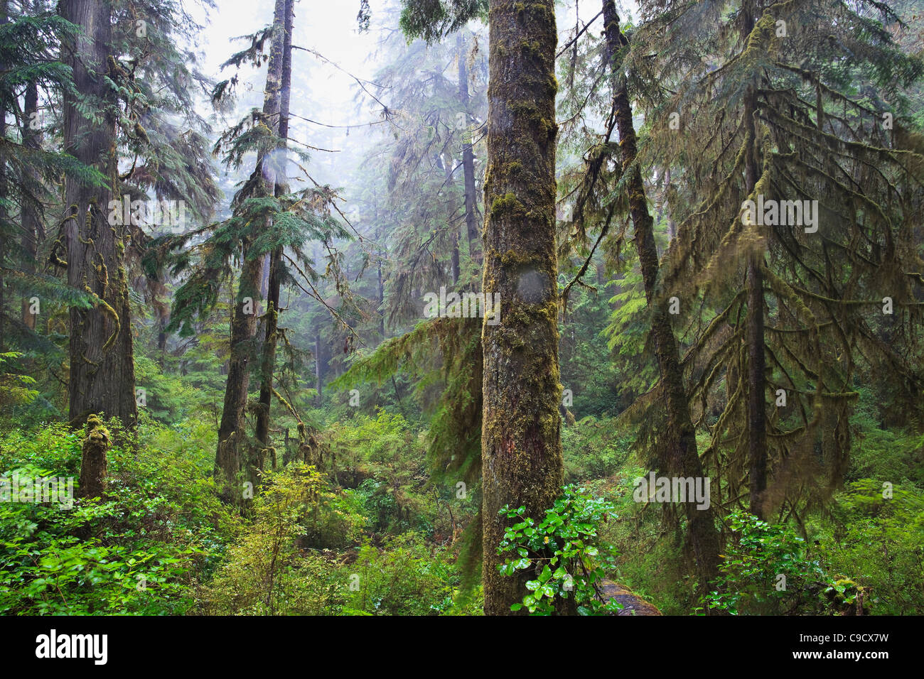 L'ancienne forêt pluviale, parc national Pacific Rim, l'île de Vancouver, Colombie-Britannique, Canada. Banque D'Images