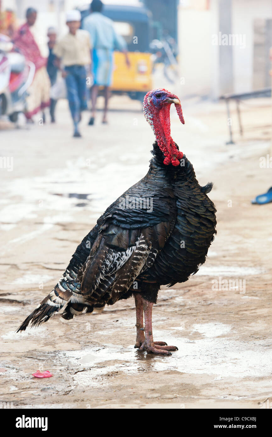 La Turquie dans une rue. L'Andhra Pradesh, Inde Banque D'Images