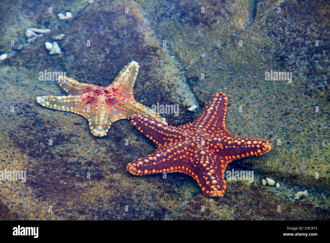 Les étoiles de mer en eaux peu profondes dans le Queensland en Australie Banque D'Images