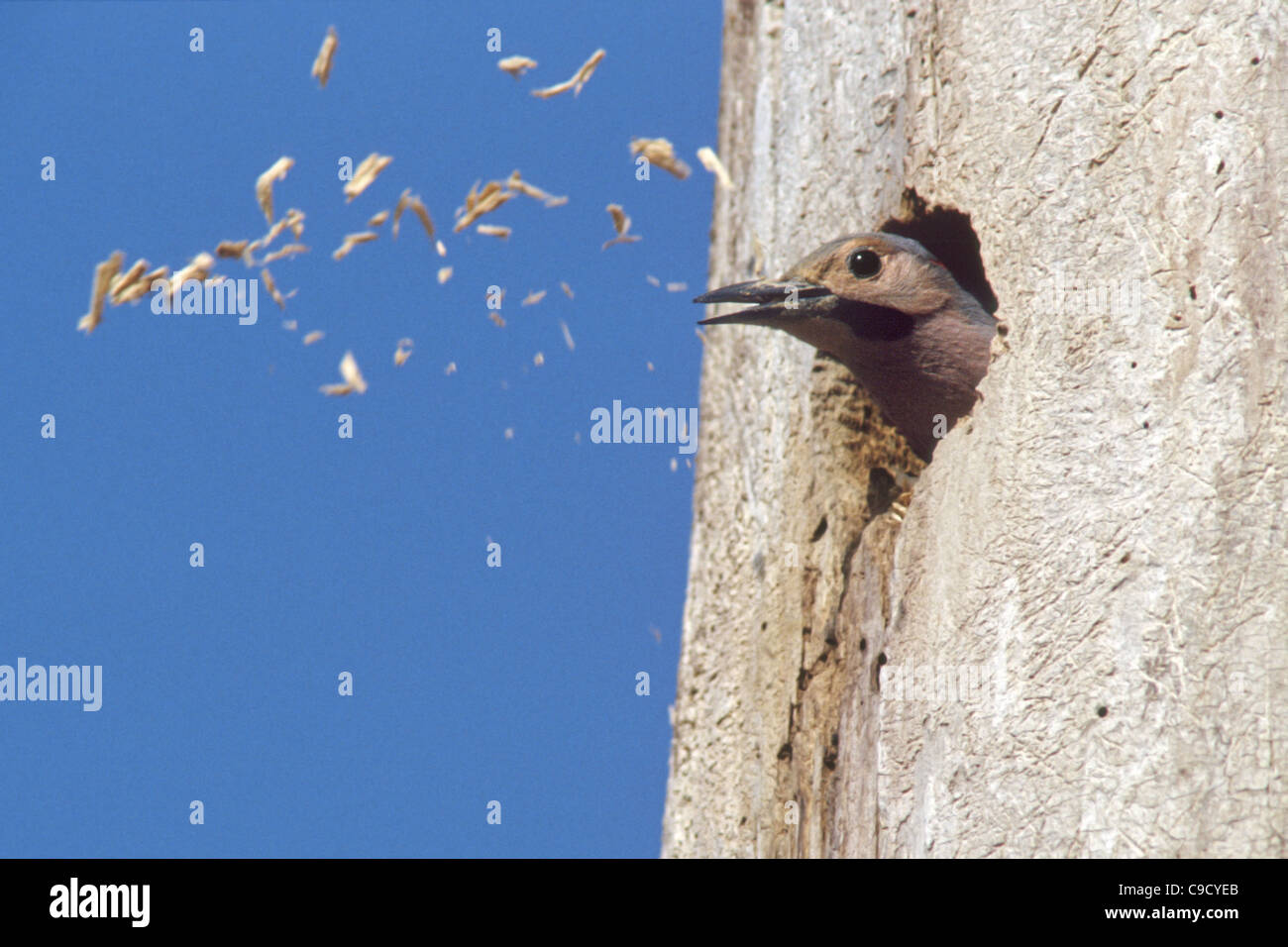 Le pic flamboyant expulse les copeaux de bois pendant la génération de Nest Banque D'Images Le pic flamboyant expulse les copeaux de bois pendant la génération de Nest Banque D'Images