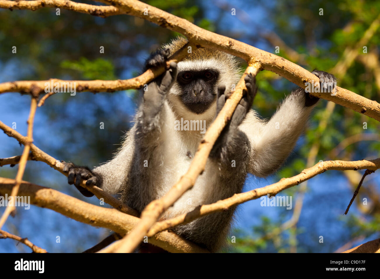 Un singe dans le Parc National de Nakuru, Kenya Banque D'Images