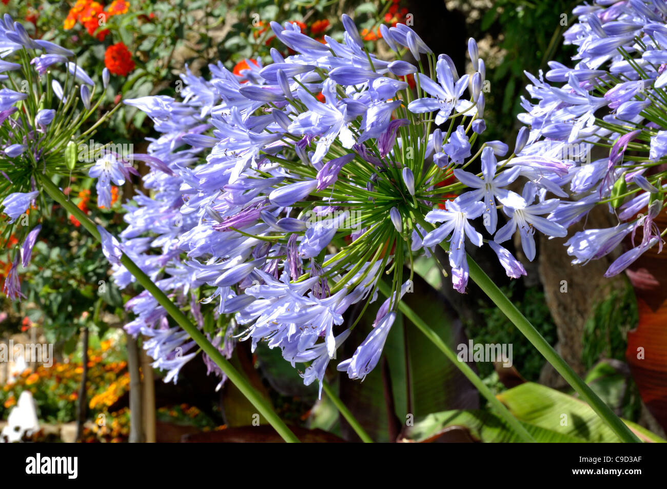 Agapanthus (muguet) 'Blue Triumphator' en fleurs (Agapanthus sp). Banque D'Images