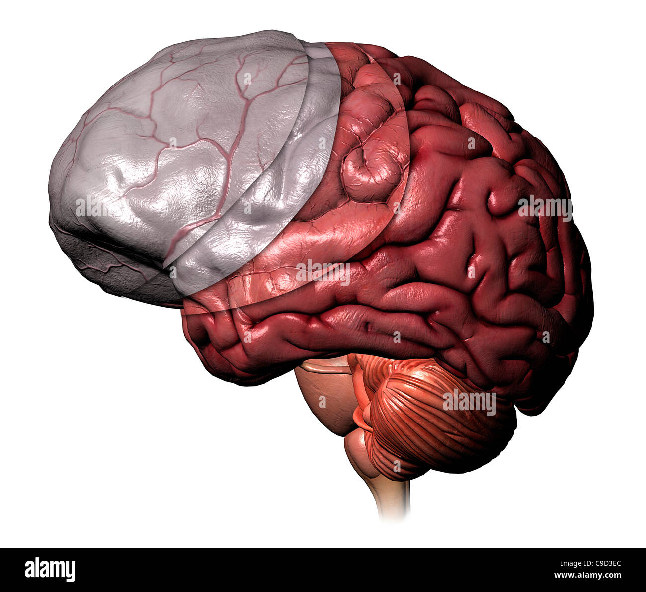 Full Color 3-D medical illustration de couches couvrant le cerveau humain : extra-méninges, dure-mère, l'arachnoïde et couches Banque D'Images