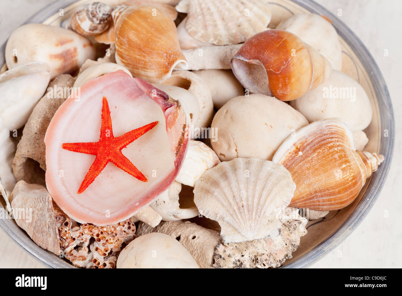 Différents types de coquilles de mer et une jolie étoile de mer Banque D'Images