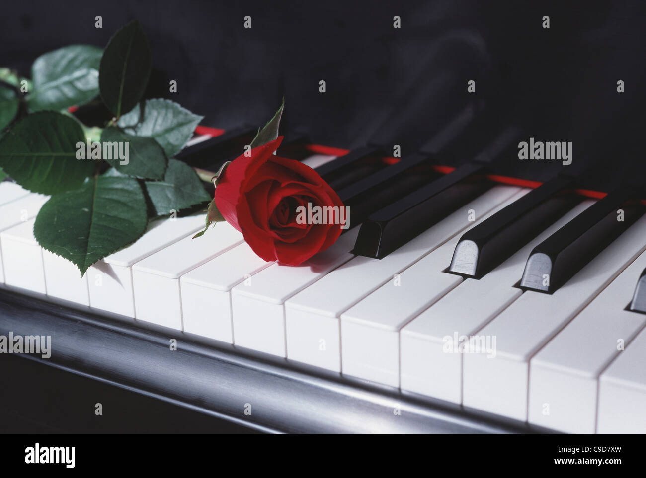 Close-up d'une rose sur un piano Banque D'Images