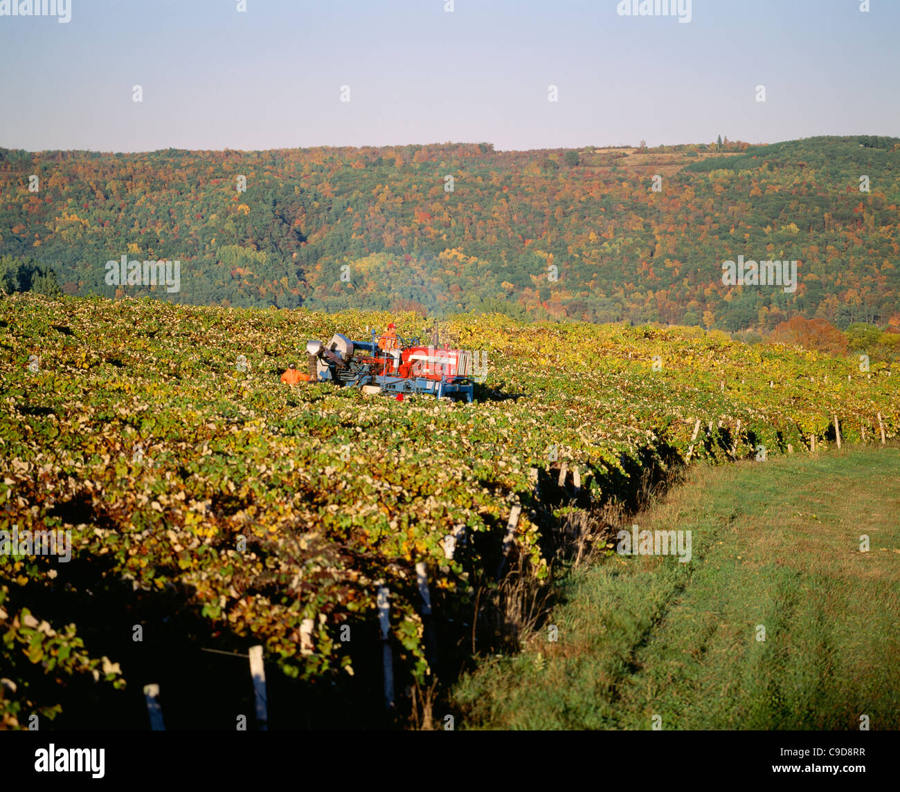 La récolte des raisins qui Chisholm Ryder - Région des lacs Finger. Banque D'Images