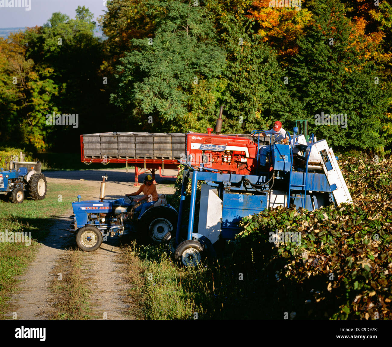 La récolte des raisins qui Chisholm Ryder - Région des lacs Finger. Banque D'Images