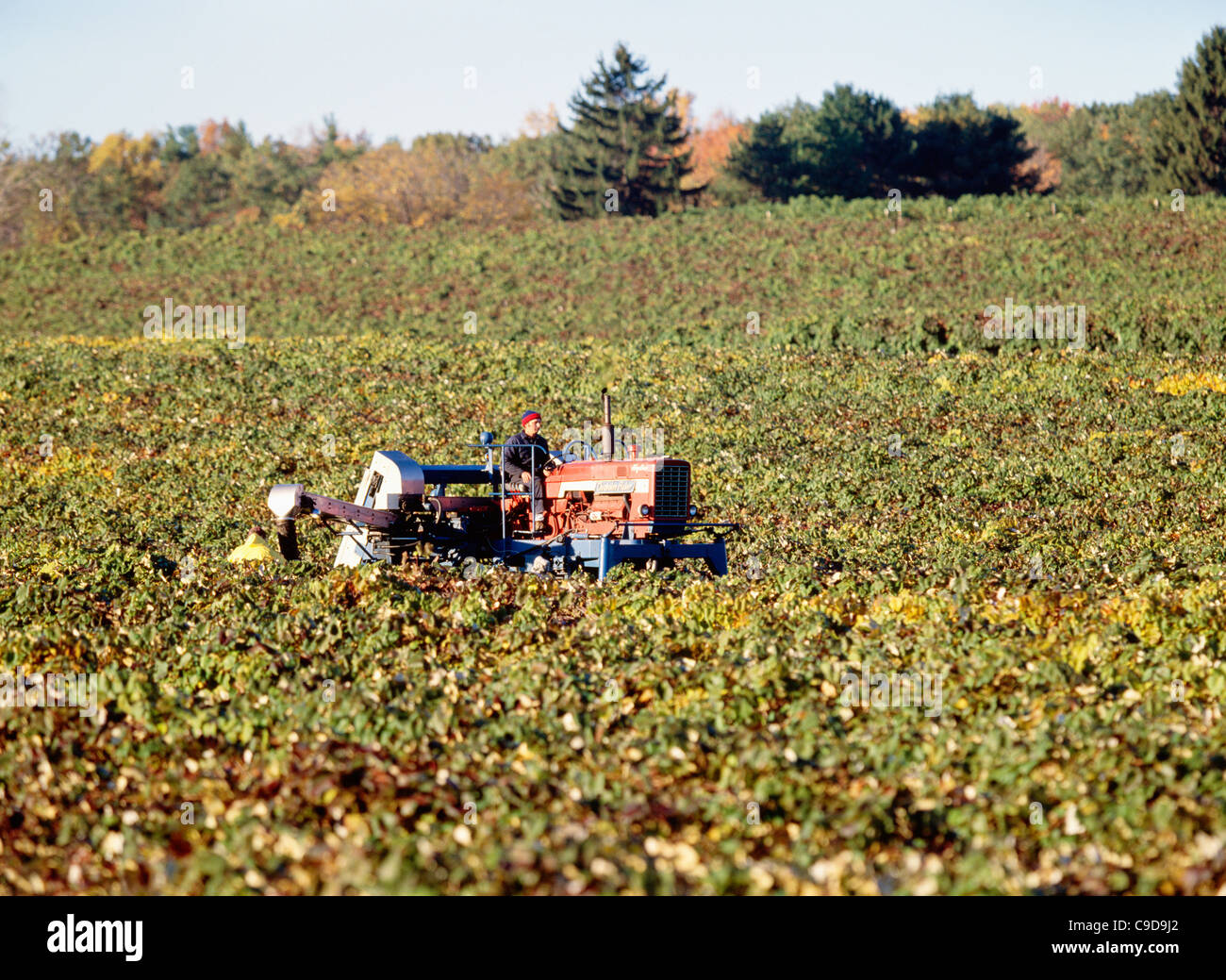 La récolte des raisins qui Chisholm Ryder - Région des lacs Finger. Banque D'Images