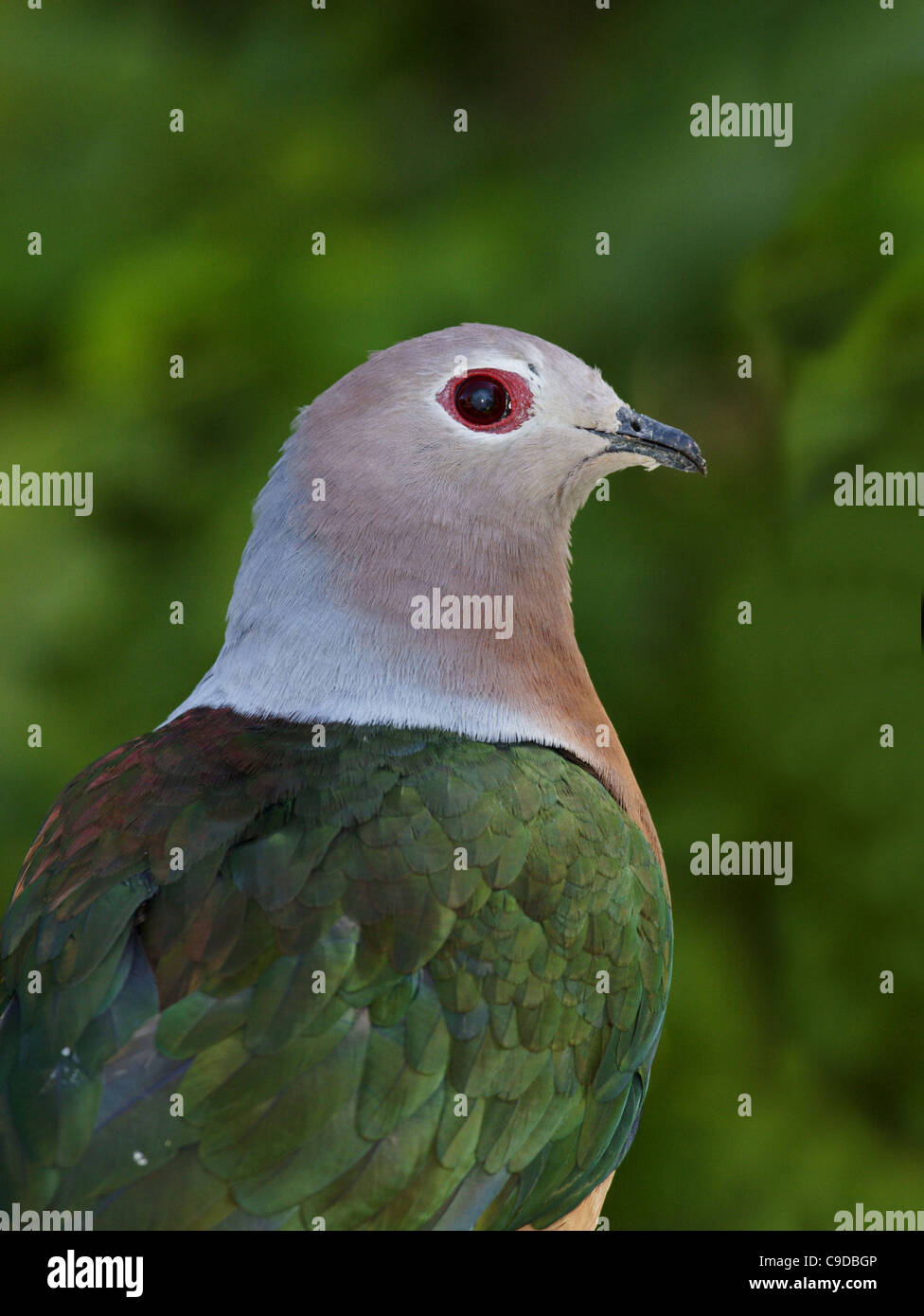 Close-up of a Purple-tailed Pigeon Impérial Banque D'Images