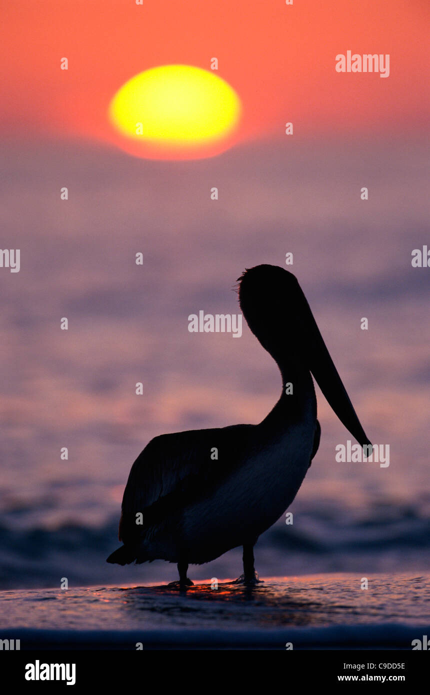 Silhouette d'un pélican brun, Sanibel Island, Floride, USA (Pelecaniform les oiseaux de mer) Banque D'Images