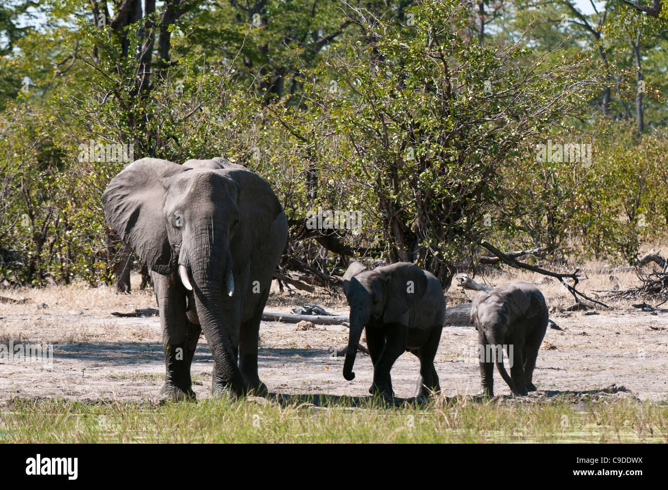 L'éléphant africain (Loxodonta africana) avec ses veaux dans une forêt, Savuti Channel, Linyanti, Botswana Banque D'Images