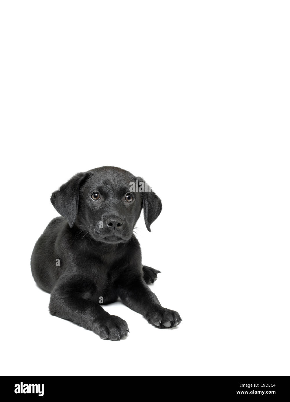 Chiot labrador noir Banque D'Images