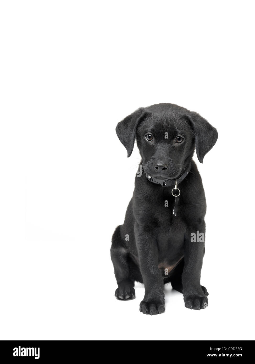 Chiot labrador noir Banque D'Images