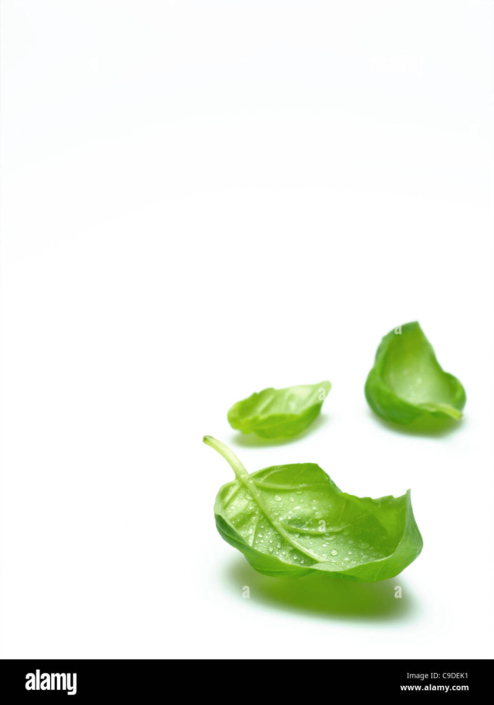 feuilles de basilic Banque D'Images