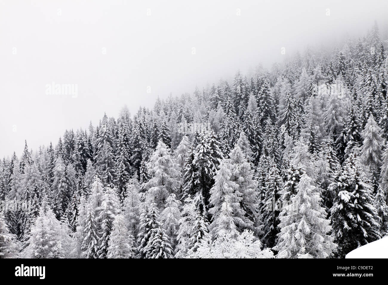 La neige a couvert des pins sur la pente de colline avec brouillard monochrome Banque D'Images