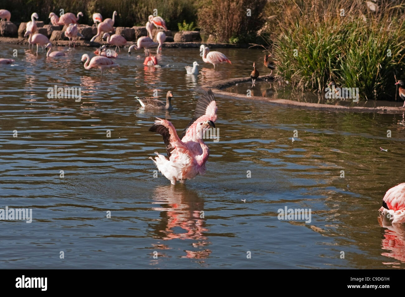 Flamant des Andes dans l'eau Banque D'Images