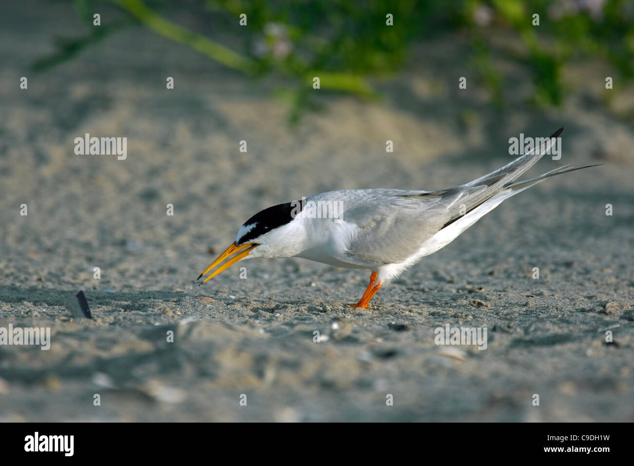 Sterne naine (Sternula albifrons / Sterna albifrons) dans une colonie de reproduction sur une plage à Zeebrugge, Belgique Banque D'Images