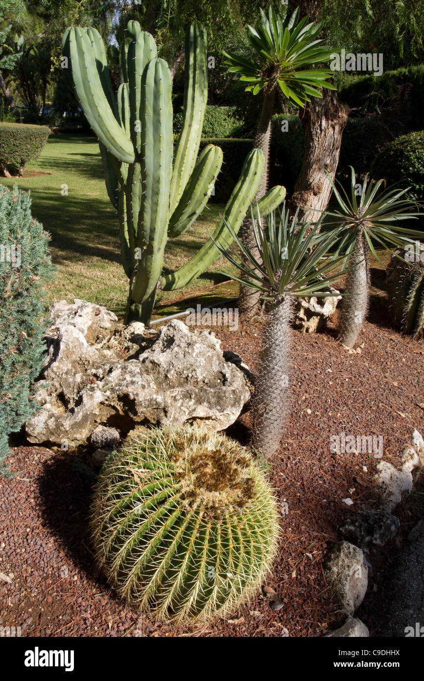 Jardin de Cactus dans l'arrangement Banque D'Images