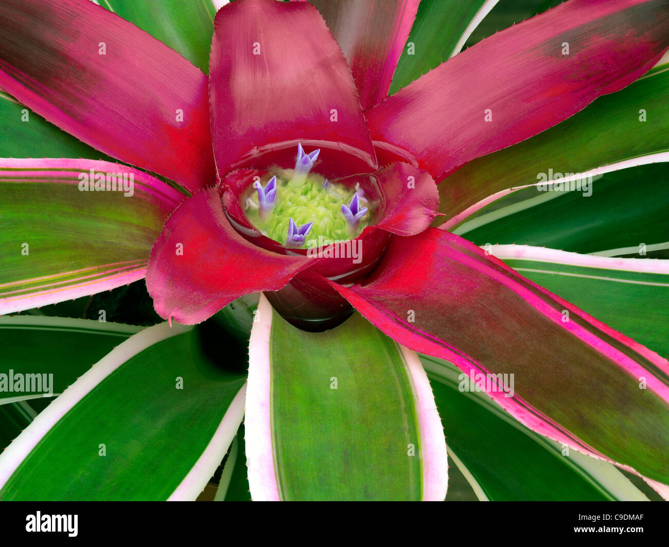 Close up of Bromelia. (Bromelia neoregelia) Banque D'Images