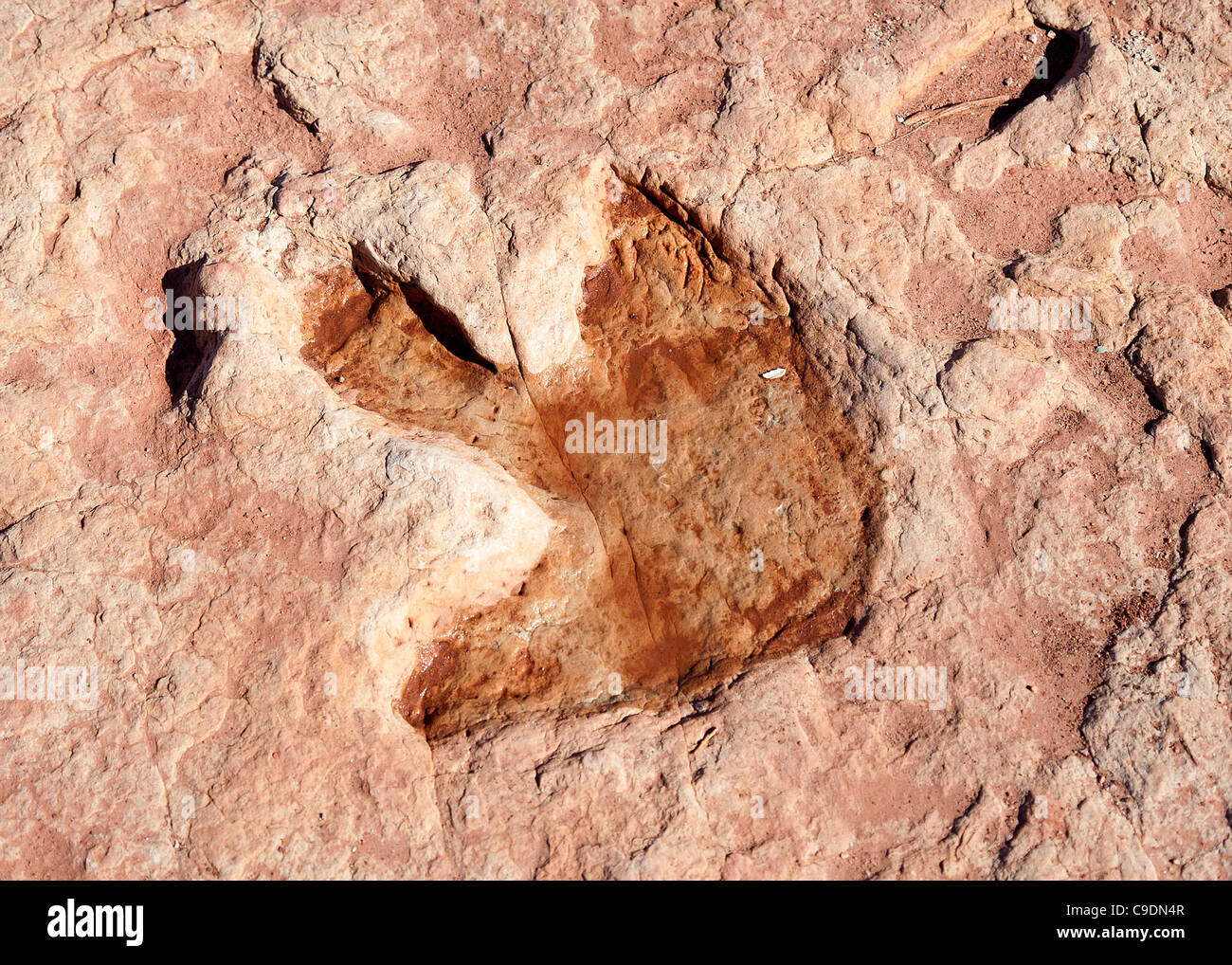Des empreintes de dinosaures fossilisées en grès rouge, Arizona, USA Banque D'Images