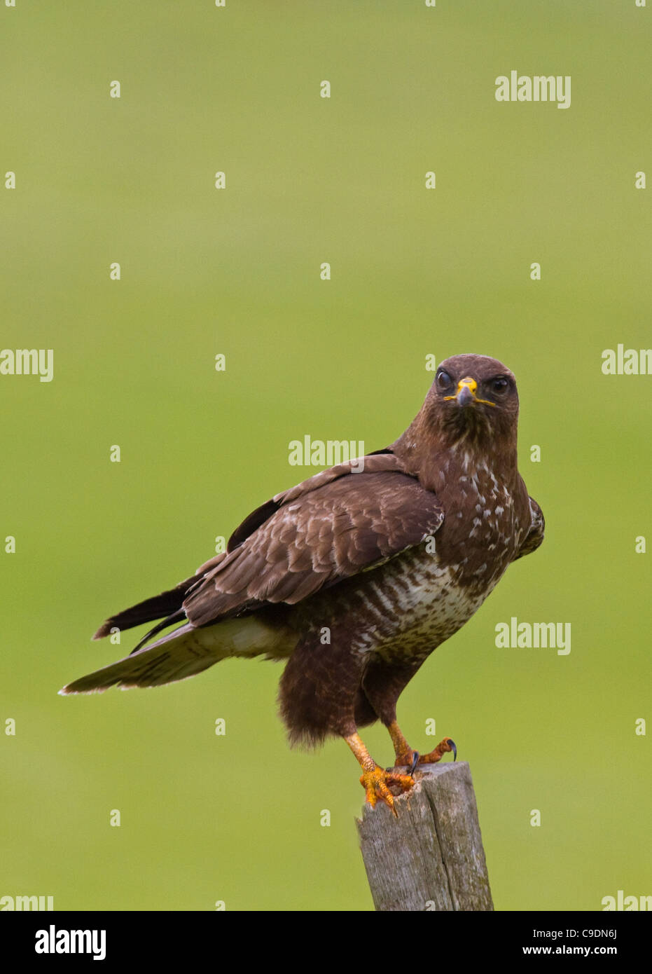 Buse variable Buteo buteo sur un piquet,Ireland Banque D'Images