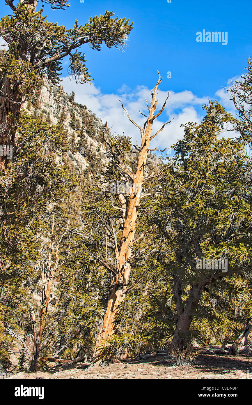 Bristlecone Pine Tree. Banque D'Images