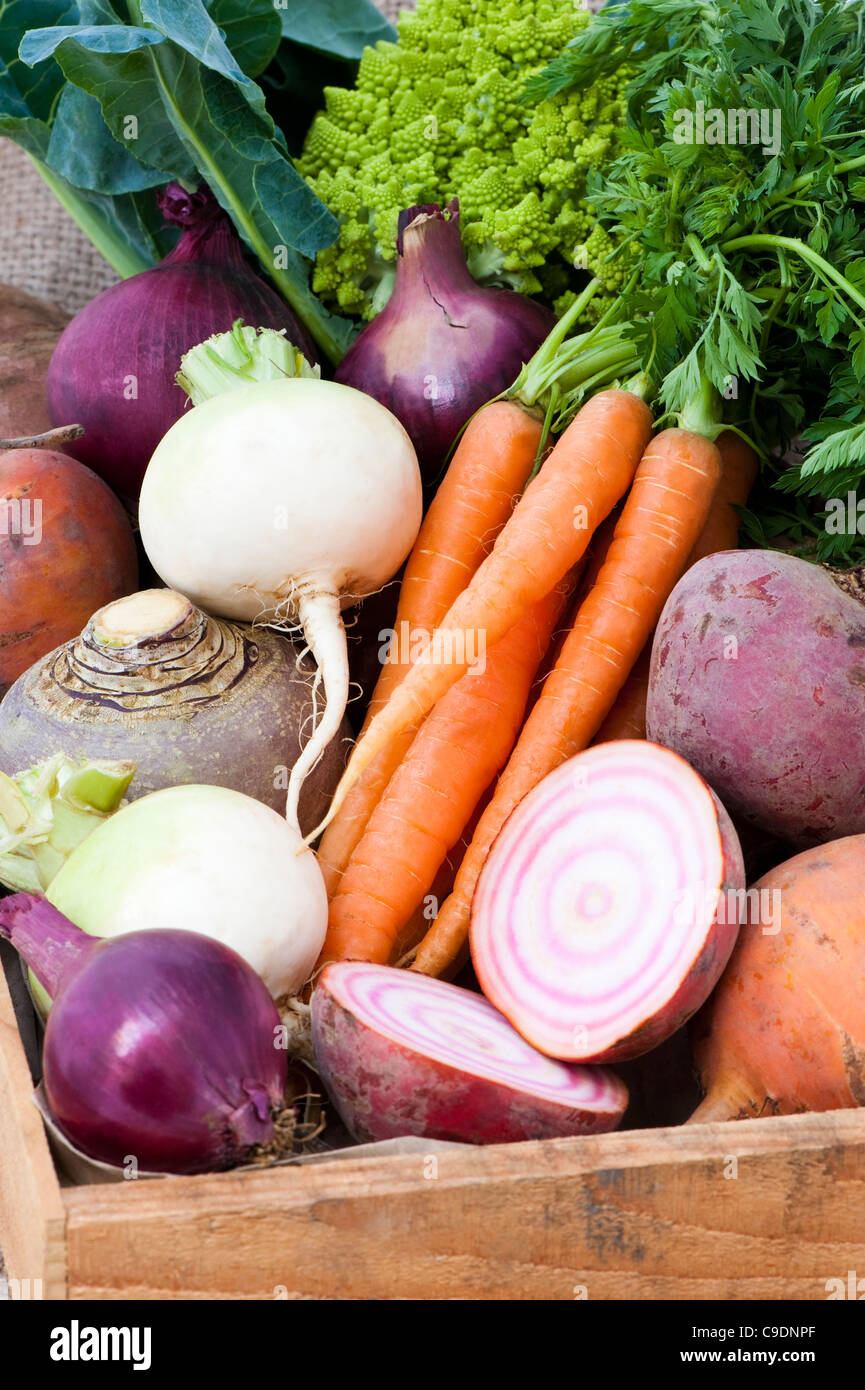 Fort de légumes : Carottes, navets, Rutabagas, betteraves, oignons rouges et chou-fleur romain Banque D'Images