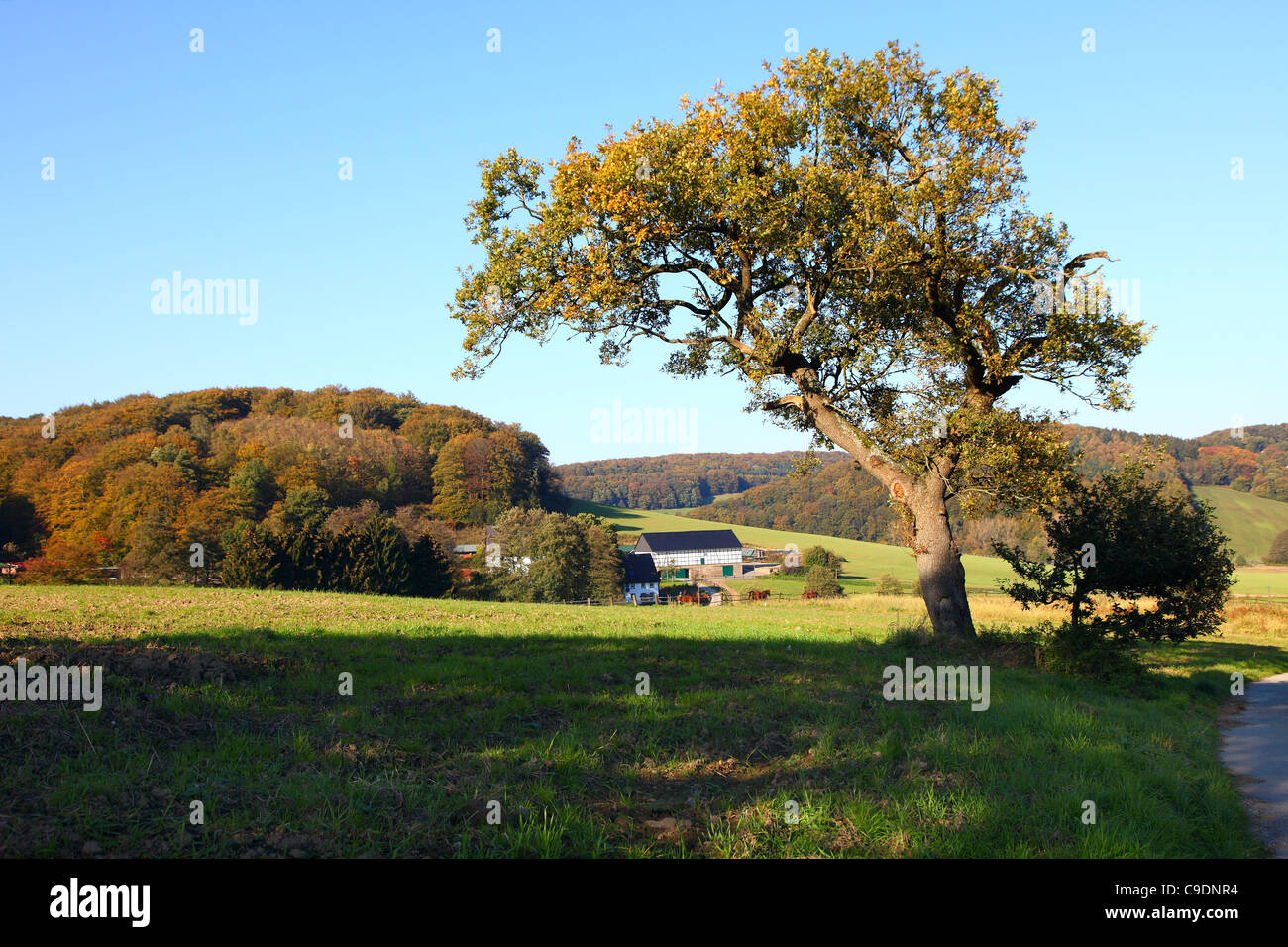 Forêt, arbres en automne, les feuilles colorées. Paysage, près d'Essen, en Allemagne. Banque D'Images