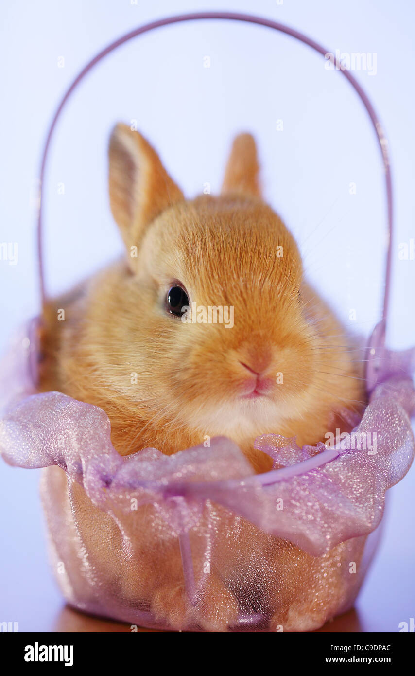Joli lapin dans le panier.Race mixte de lapin nain des pays-Bas et de Mini Usagi Banque D'Images