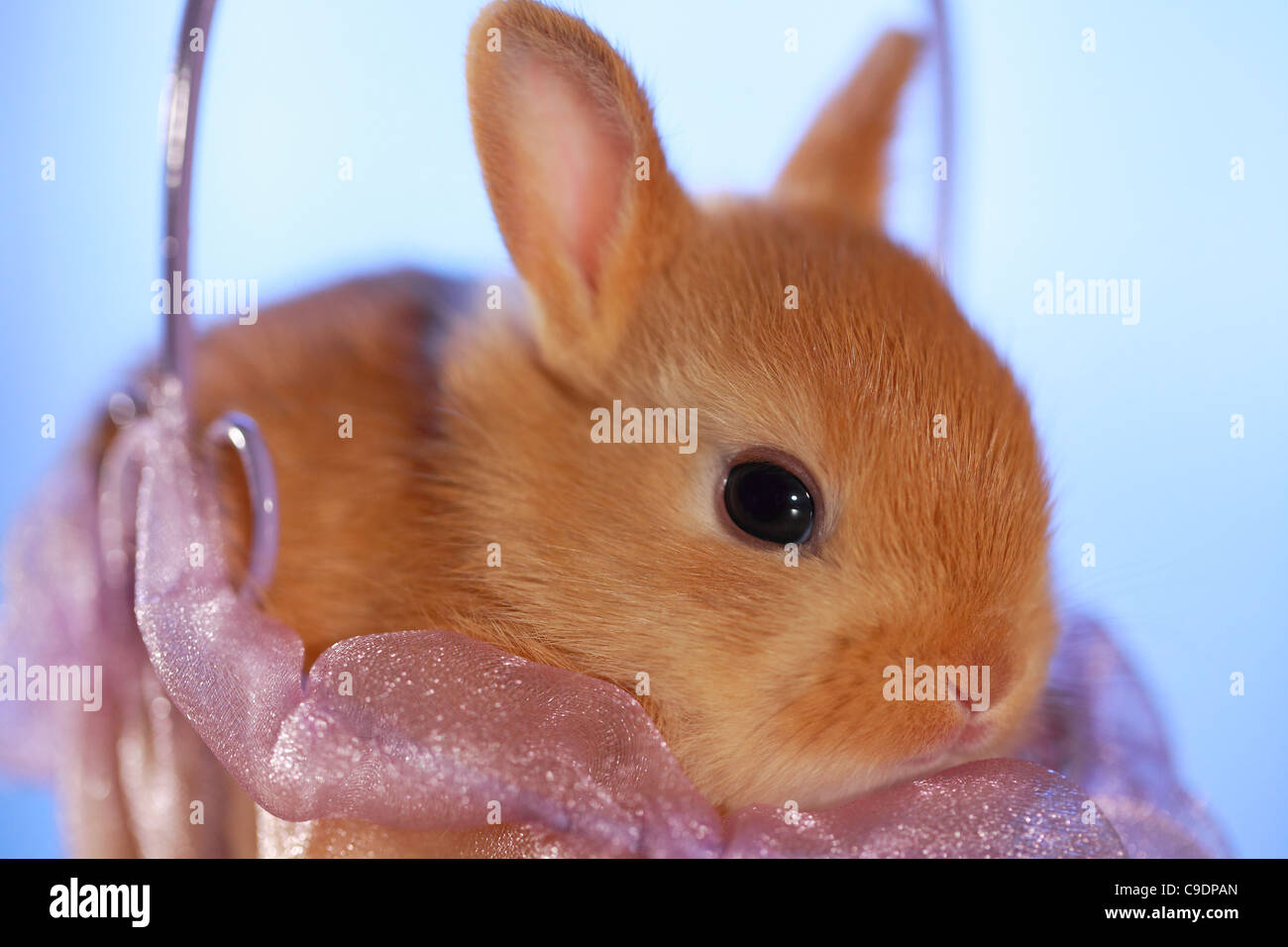 Joli lapin gros plan dans un panier.Race mixte de lapin nain des pays-Bas et de Mini Usagi Banque D'Images