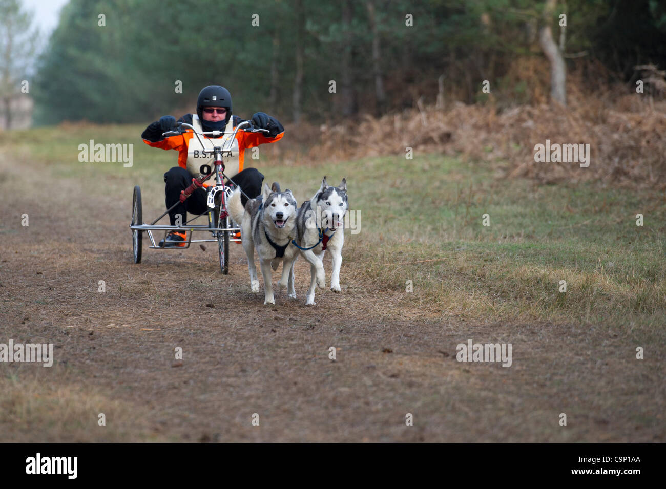 4e février 2012, Eleveden Forest, Royaume-Uni. La Husky de Sibérie Course Associationevent a lieu ce week-end à Elveden Forest. La météo sibérienne en course les chiens semblent être dans leur élément. Le poids de la neige est prévue pour ce soir pour qu'ils puissent être course demain dans la neige. Banque D'Images