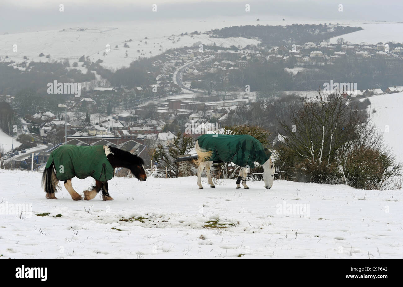 Les chevaux portant des manteaux chauds dans la neige près de Brighton Racecourse ce matin après le week-end neige UK Photographie prise par Banque D'Images