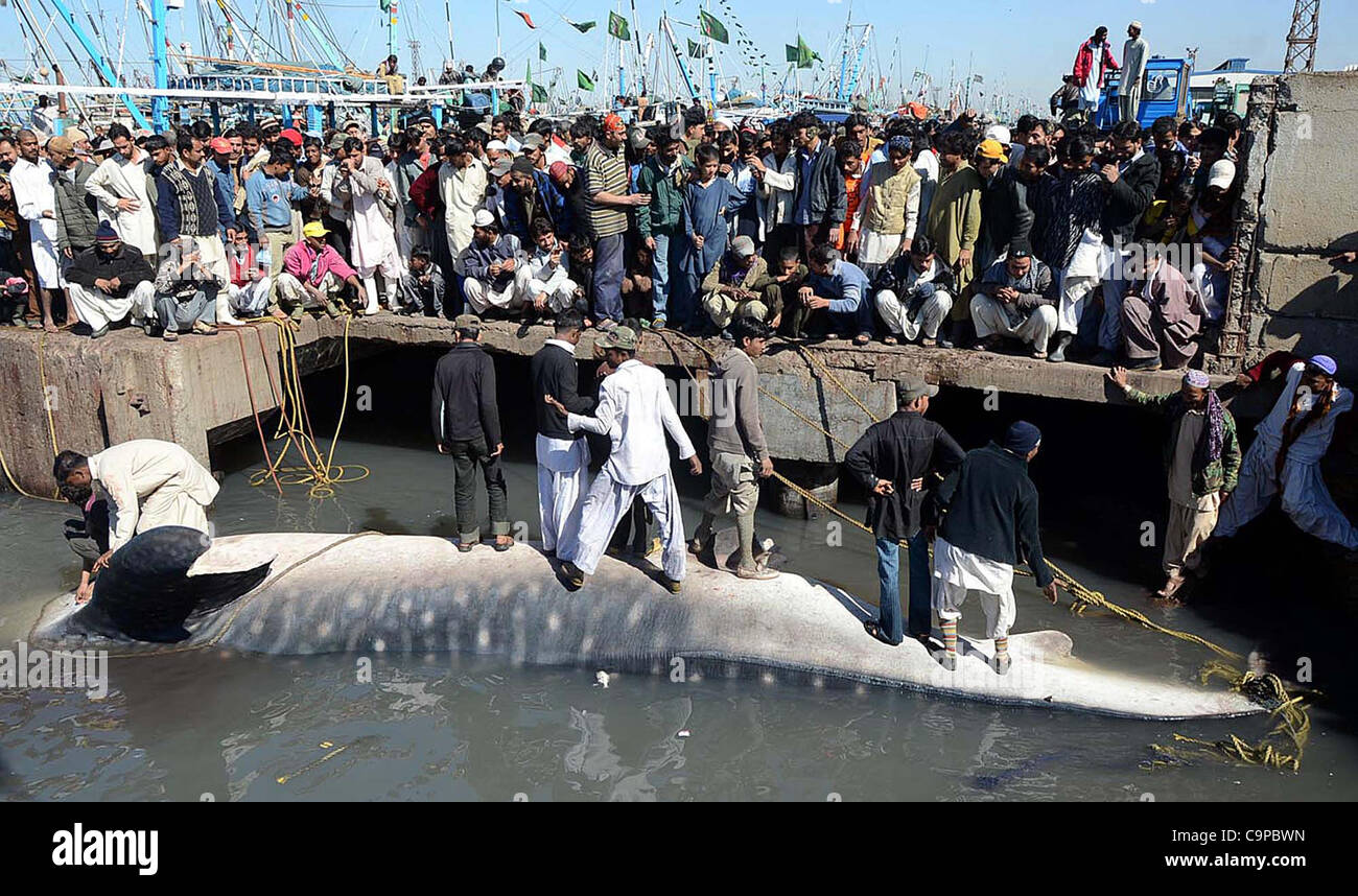 Un grand nombre de gens cherchent un requin baleine morte, qui a été trouvé dans la mer d'Oman, du poisson sur le port de Karachi Mardi, Février 07, 2012. Banque D'Images