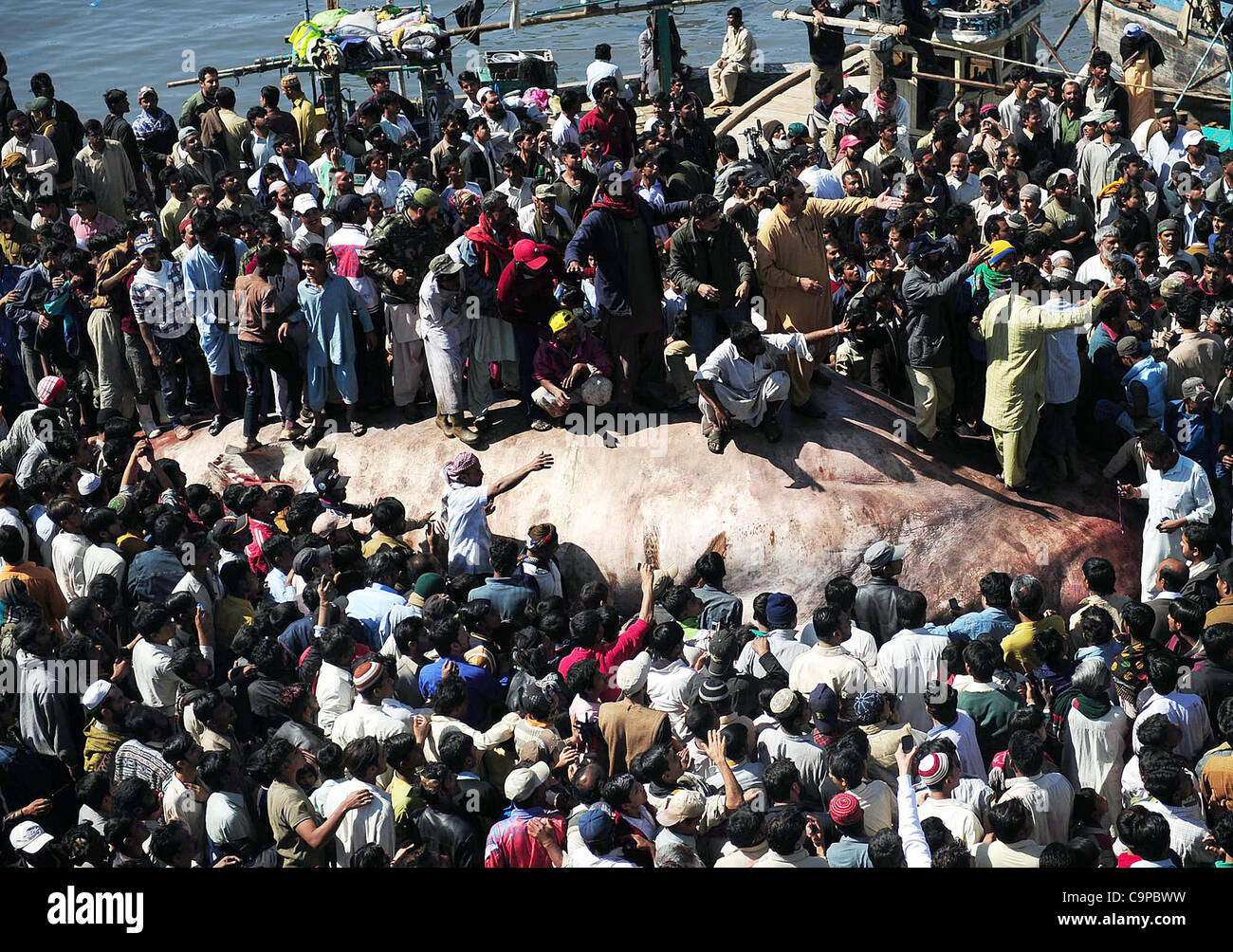 Un grand nombre de gens cherchent un requin baleine morte, qui a été trouvé dans la mer d'Oman, du poisson sur le port de Karachi Mardi, Février 07, 2012. Banque D'Images