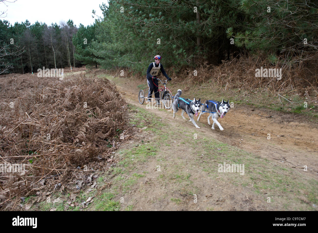 La Husky de Sibérie Racing Association événement tenu à la forêt de Rendlesham, Suffolk. Les concurrents du Royaume-Uni à la race. Banque D'Images