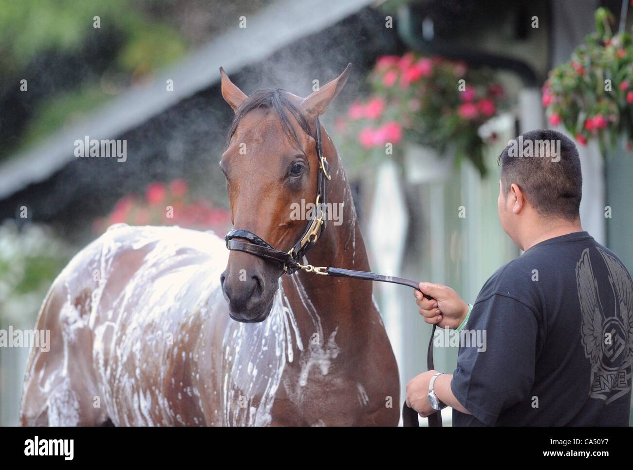 8 juin 2012 - Elmont, New York, États-Unis - Belmont Stakes contender Optimizer, formés par D Wayne Lukas, reçoit une baignoire à Belmont Park à l'avance demain Belmont Stakes, le 9 juin. (Crédit Image : © Bryan Smith/ZUMAPRESS.com) Banque D'Images