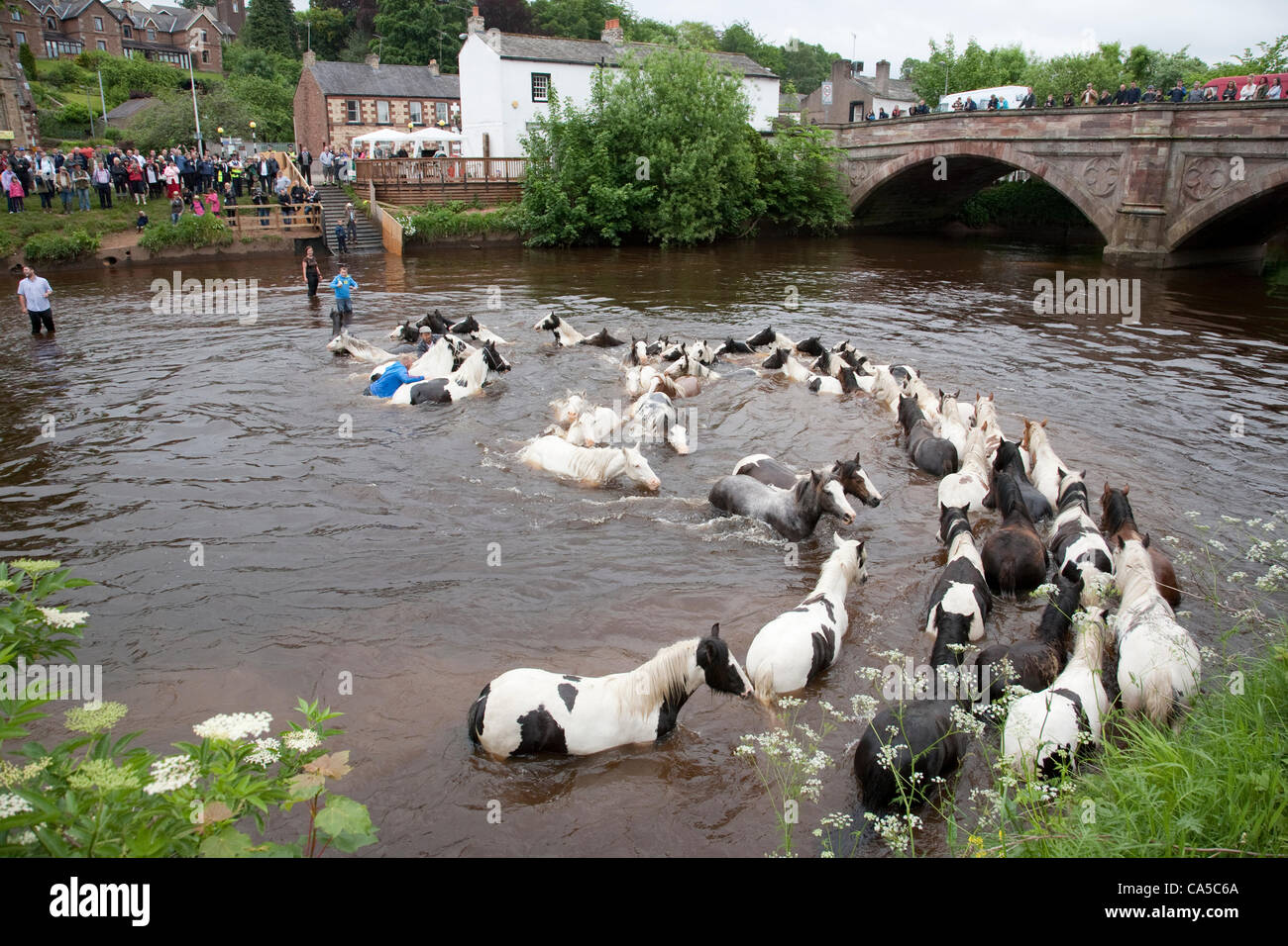 10 juin 2012 à Penrith, Cumbria, Royaume-Uni. Laver les chevaux dans la rivière Eden. Le dimanche est traditionnellement une journée chargée pour l'émission et de visiteurs dans l'arrêt Appleby, juste le plus grand rassemblement annuel des Tsiganes et Voyageurs en Europe. Banque D'Images